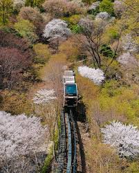 화담숲-벚꽃-예약