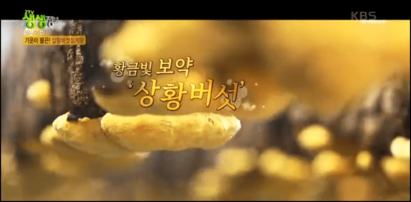 생생정보 상황버섯삼계탕 안내