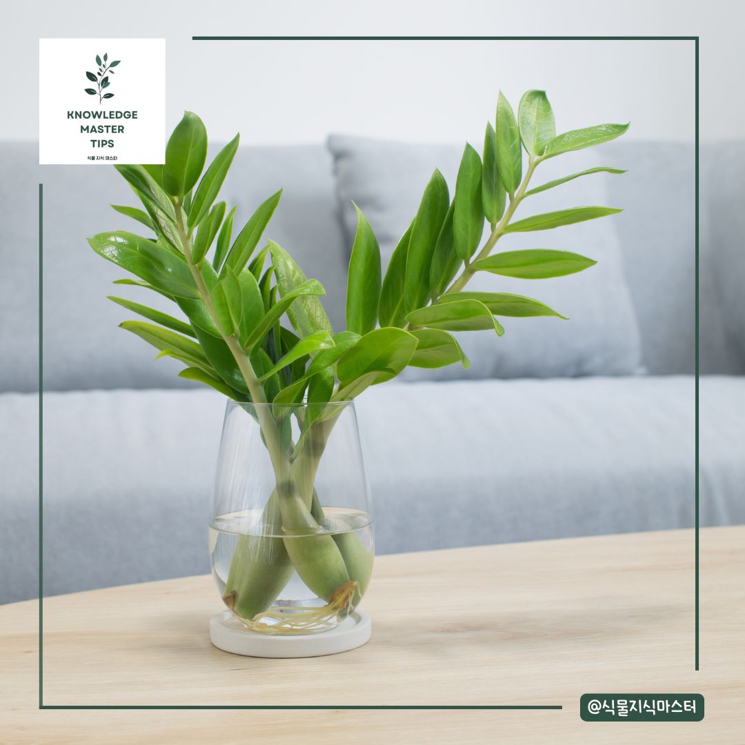 금전수 번식 후 관리