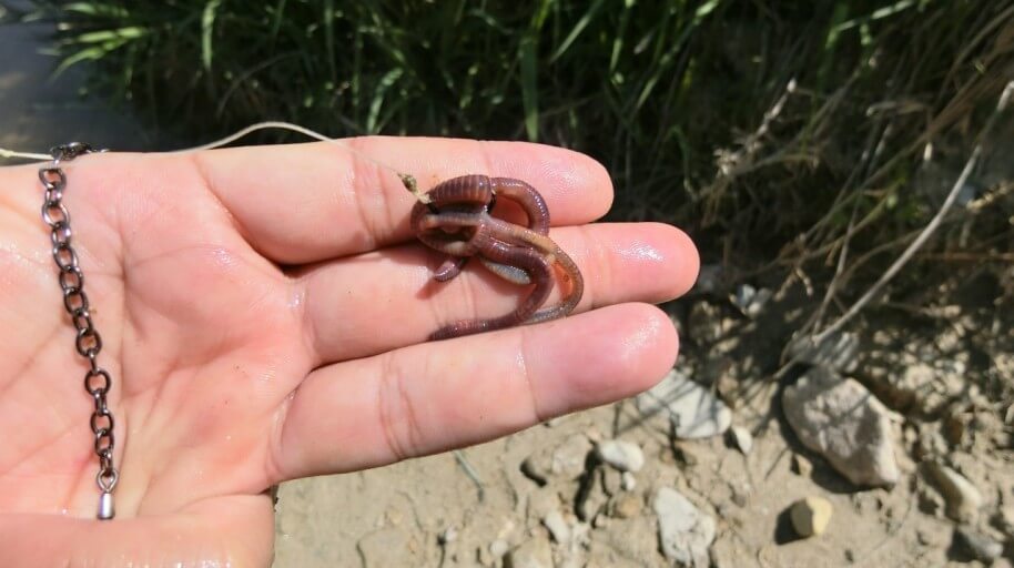 지러이