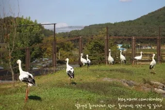 황새와 학 두루미 차이점과 생태적 특징 심층 비교_15