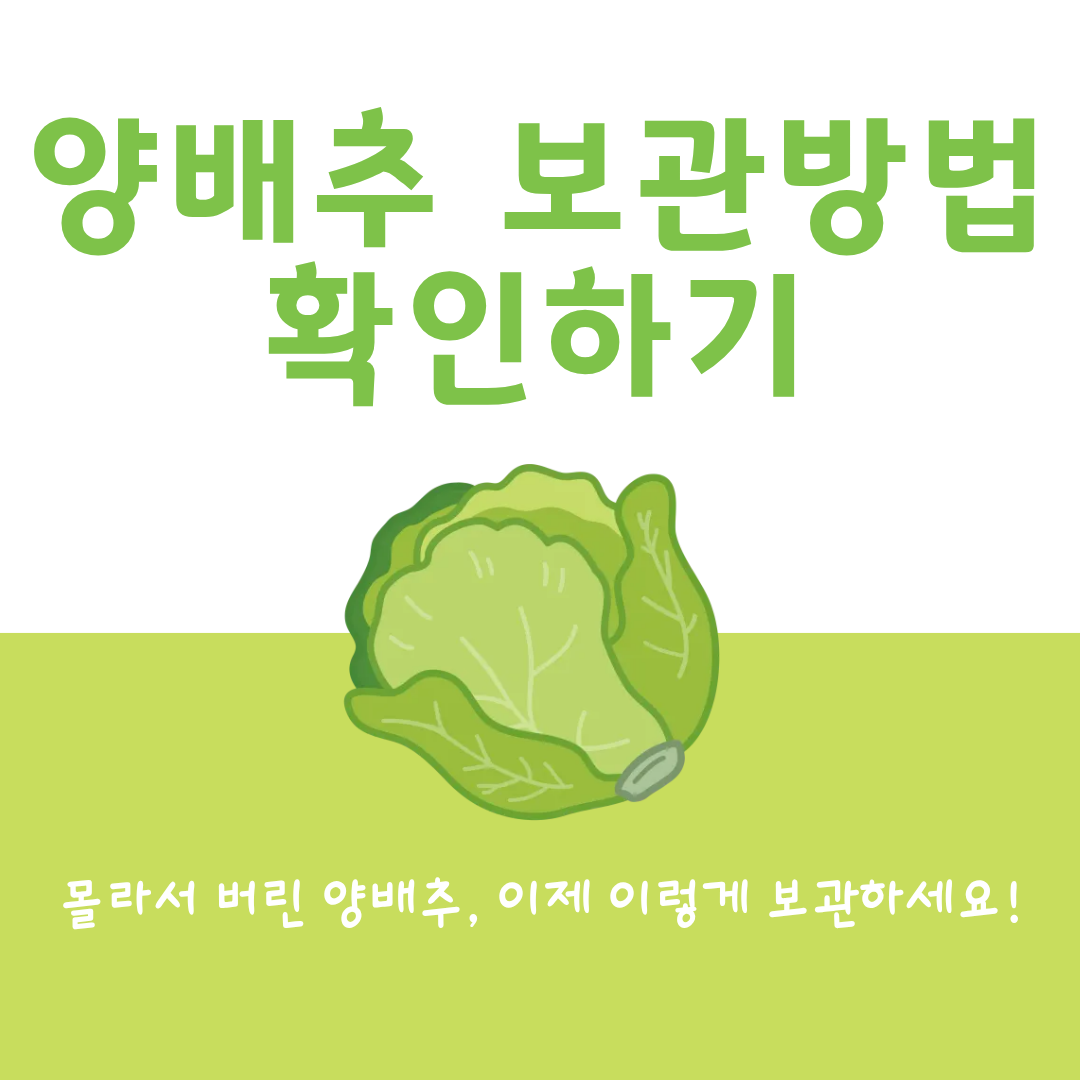 양배추 보관방법 확인하기 이미지