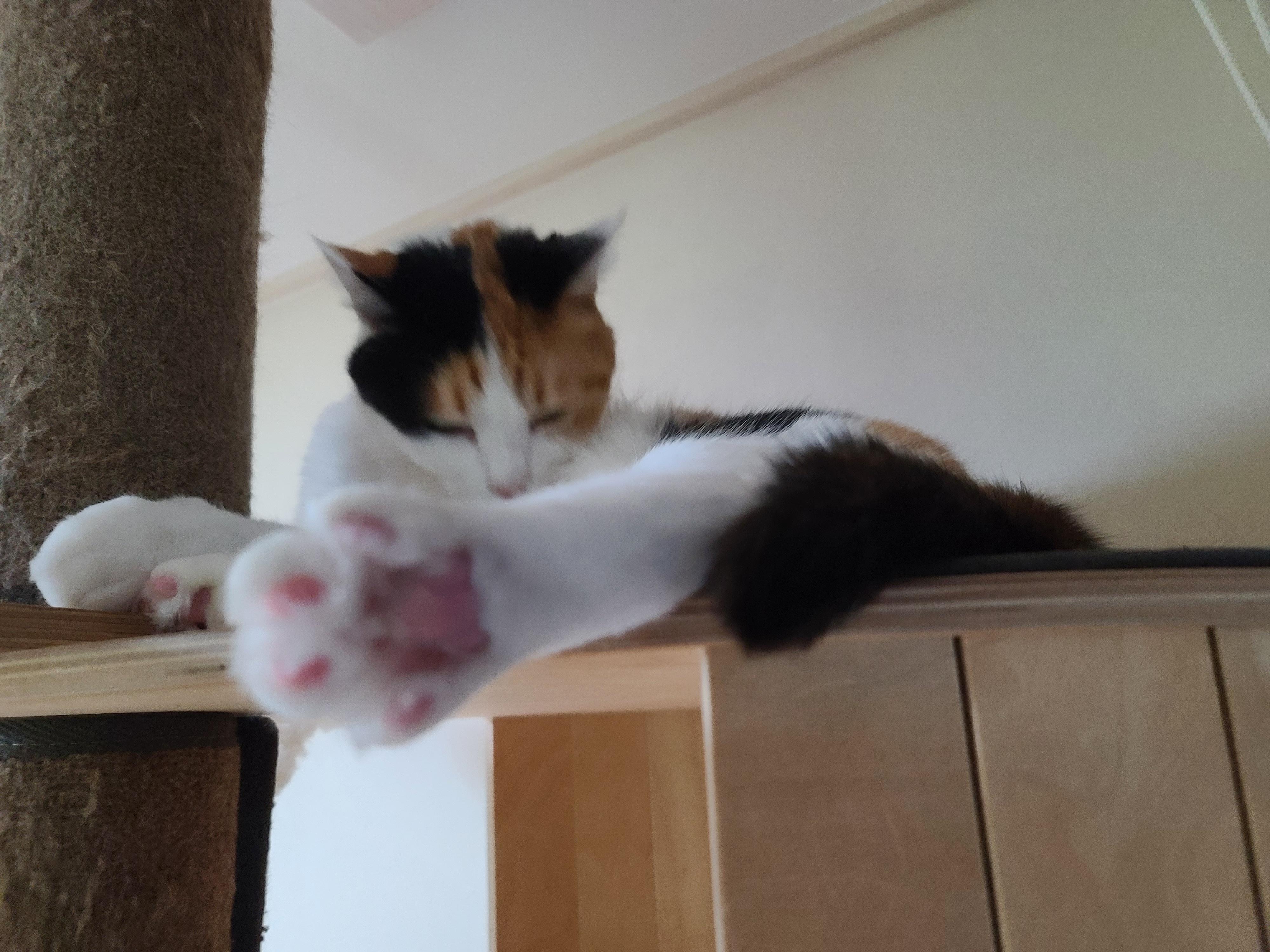 4월에도 전기장판 찜질하는 고양이. 이유는?! 너무 귀여운 잔망스러운 삼색이 고양이.