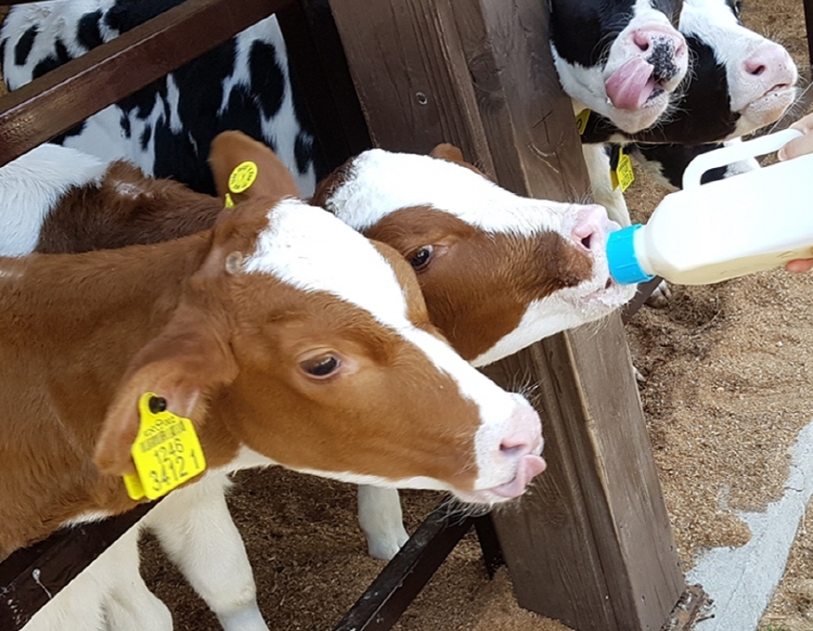 평창 가볼만한곳