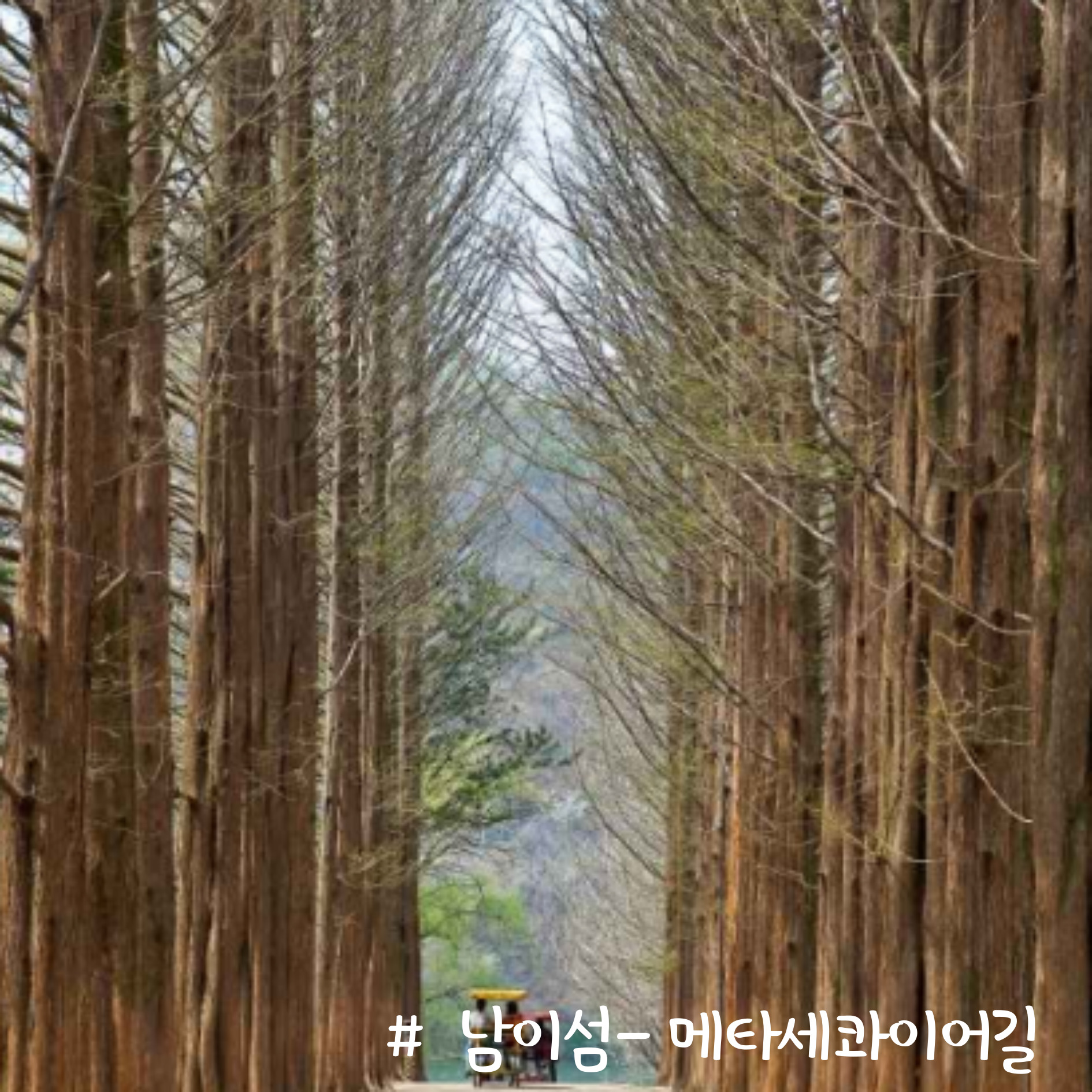 남이섬 메타세콰이어길