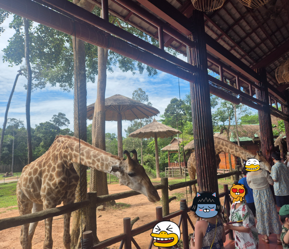 기린 먹이 주기