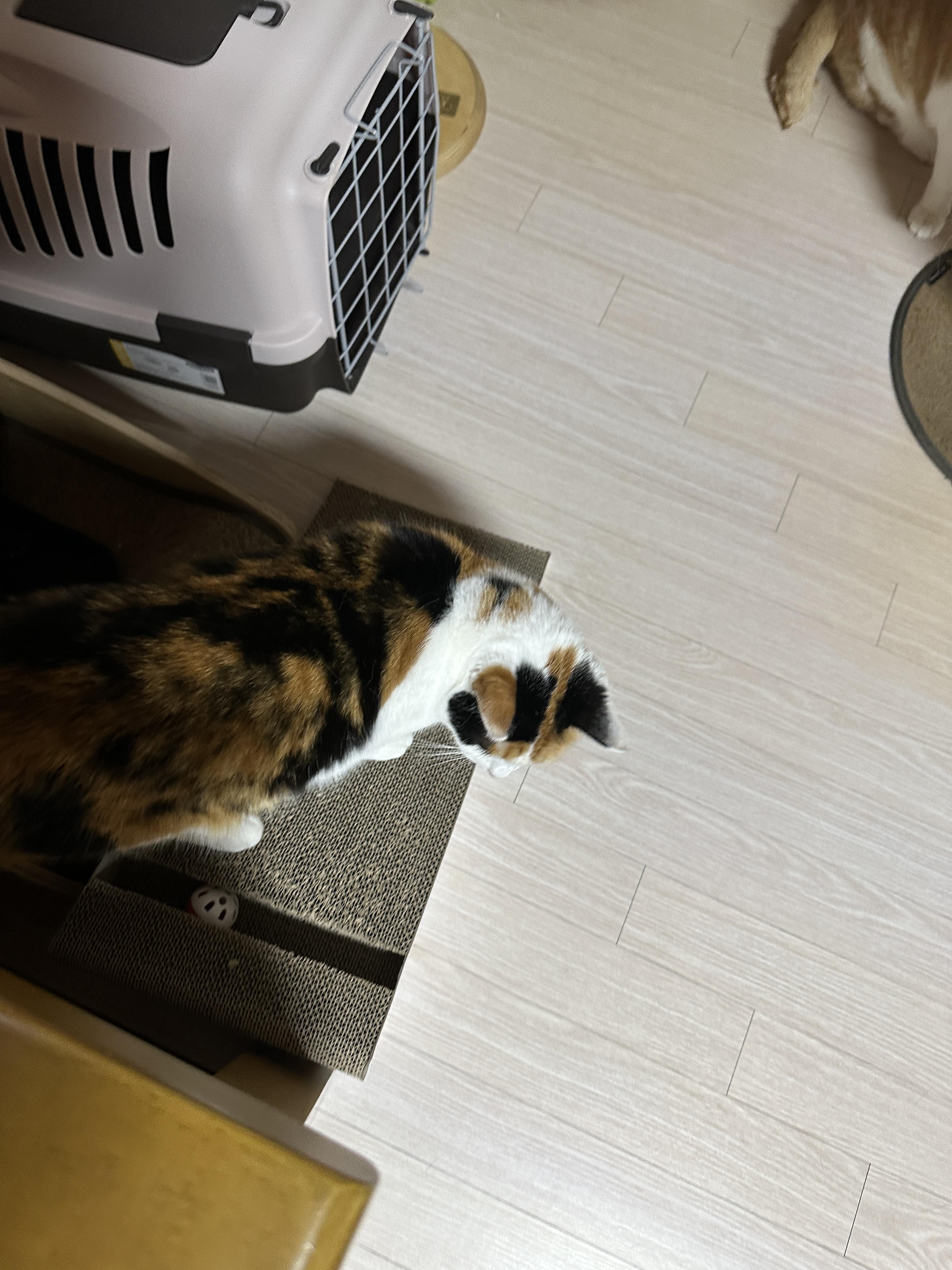 눕혀둔_수직스크래쳐_위에_있는_요미