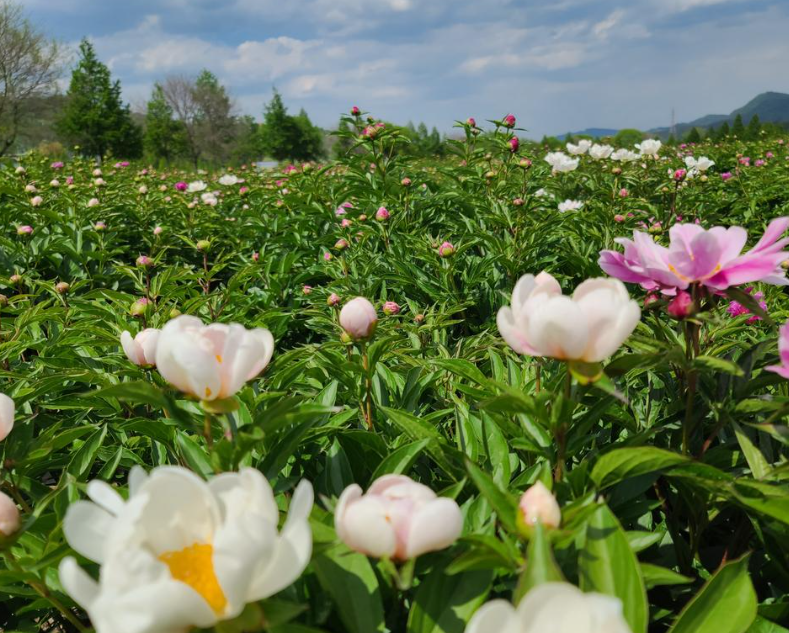 합천 작약 축제 
