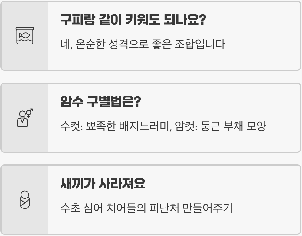 플래티 키우기 완벽 가이드 (어항, 먹이, 번식, 수명 총정리)