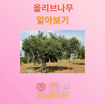 올리브나무 탐구