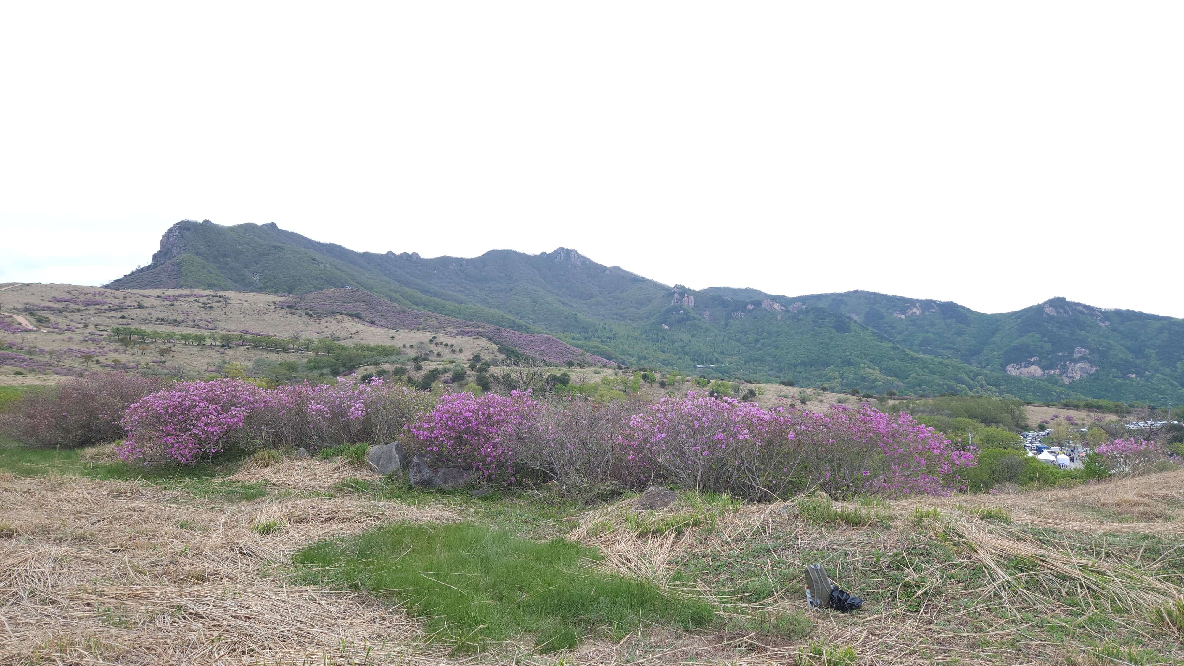 황매산 철쭉축제 사진