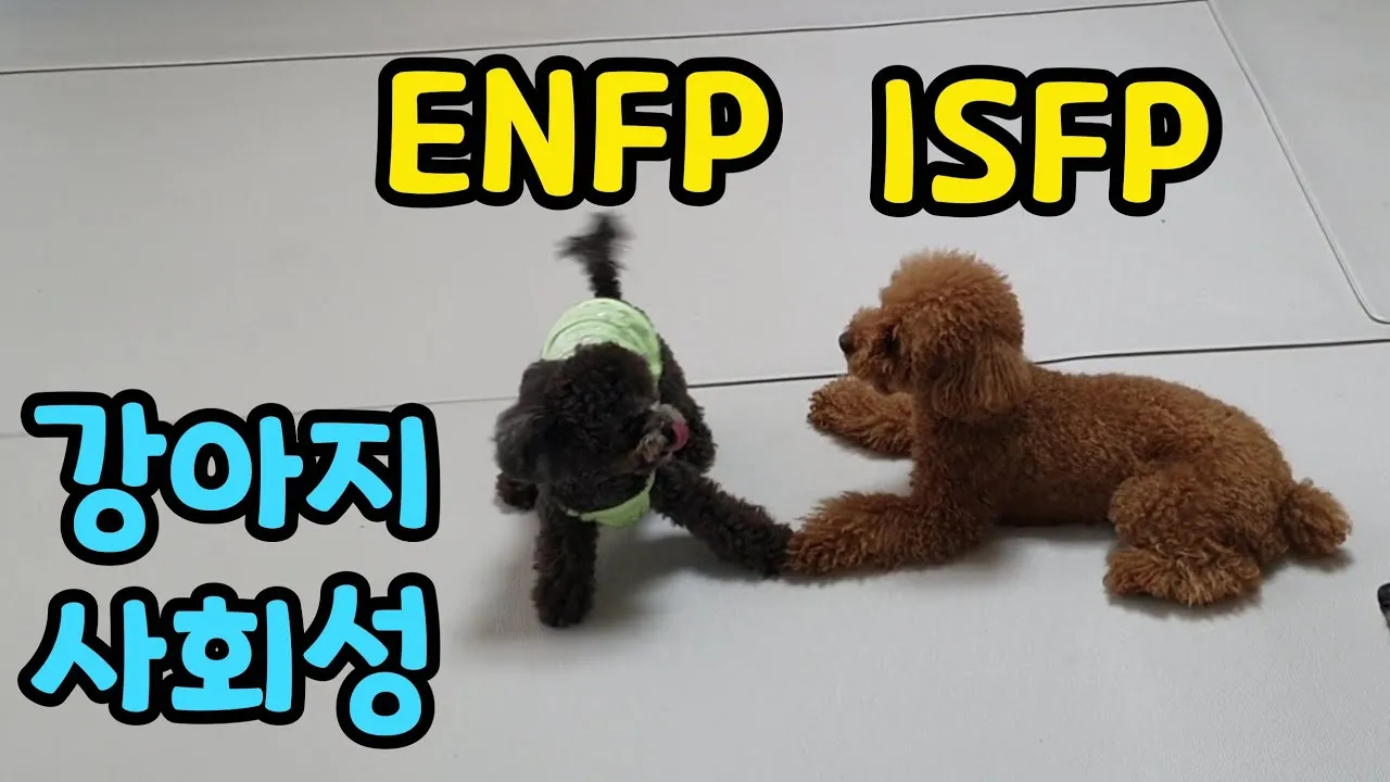 강아지가 다른 강아지 싫어하는 원인과 해결법_1