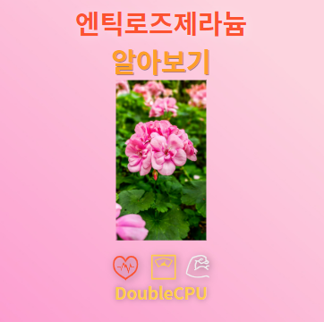 엔틱로즈제라늄 꽃말 및 탐구
