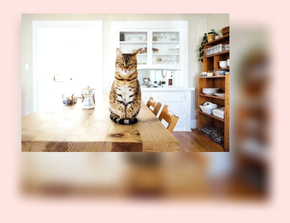 고양이 발톱 관리_2_subsection