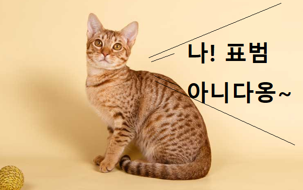 오시캣 이미지 - 1