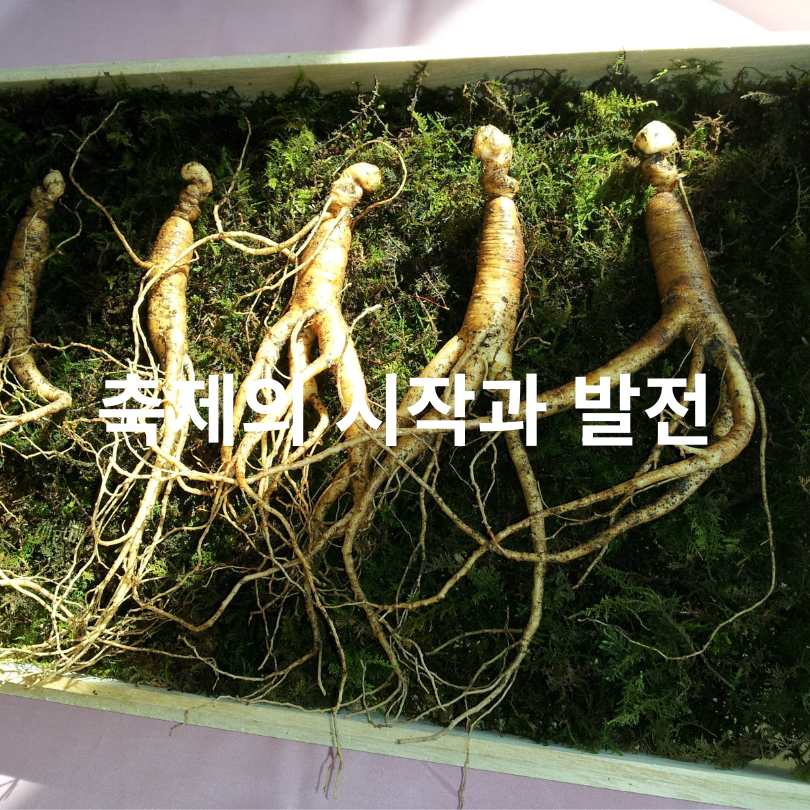 금산인삼축제 2025 