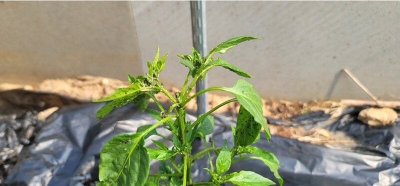 진딧물-피해-농작물