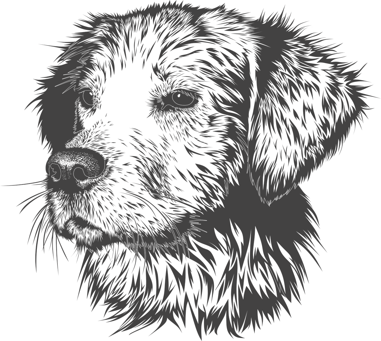 강아지 입양 첫날 준비물과 적응법