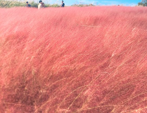 서울 핑크뮬리 명소