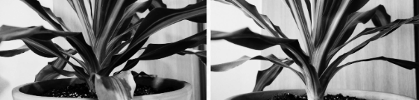 행운목 키우기 방법