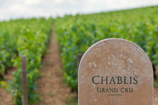 생 새우회 &amp; 샤블리(Chablis) 와인 페어링｜바다의 단맛과 석회암의 미네랄이 부딪칠 때