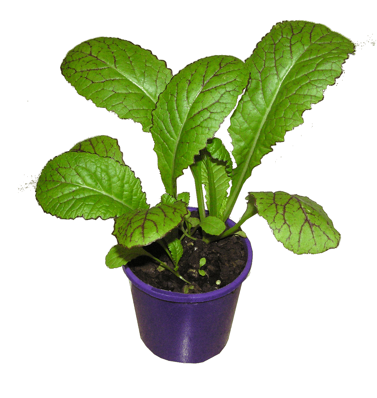 창가에서 키우는 적겨자: 샌드위치에 톡 쏘는 맛 추가