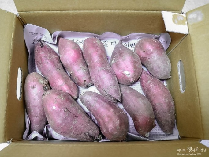 고구마 보관법 ❘ 겨울철 한 박스 사두고 달고 촉촉하게 오래 보관하는 법 관련 사진