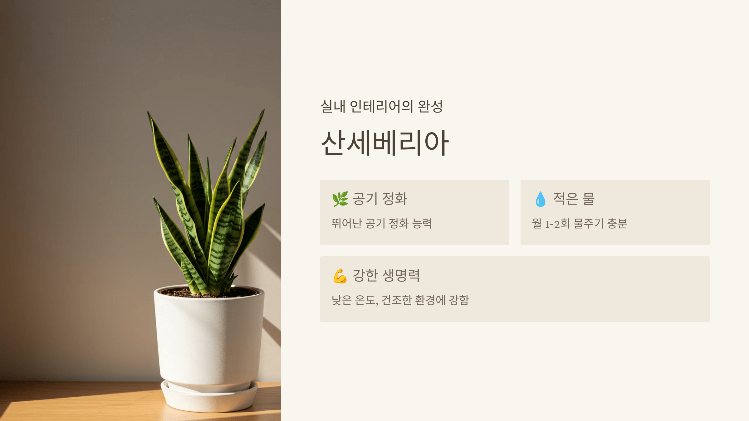산세베리아