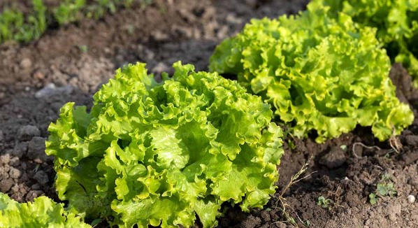 자주 묻는 질문 FAQ