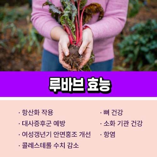 루바브 효능
