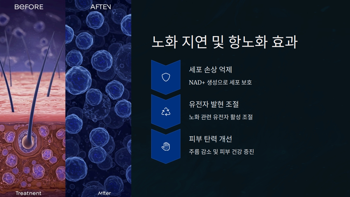 NMN 효과