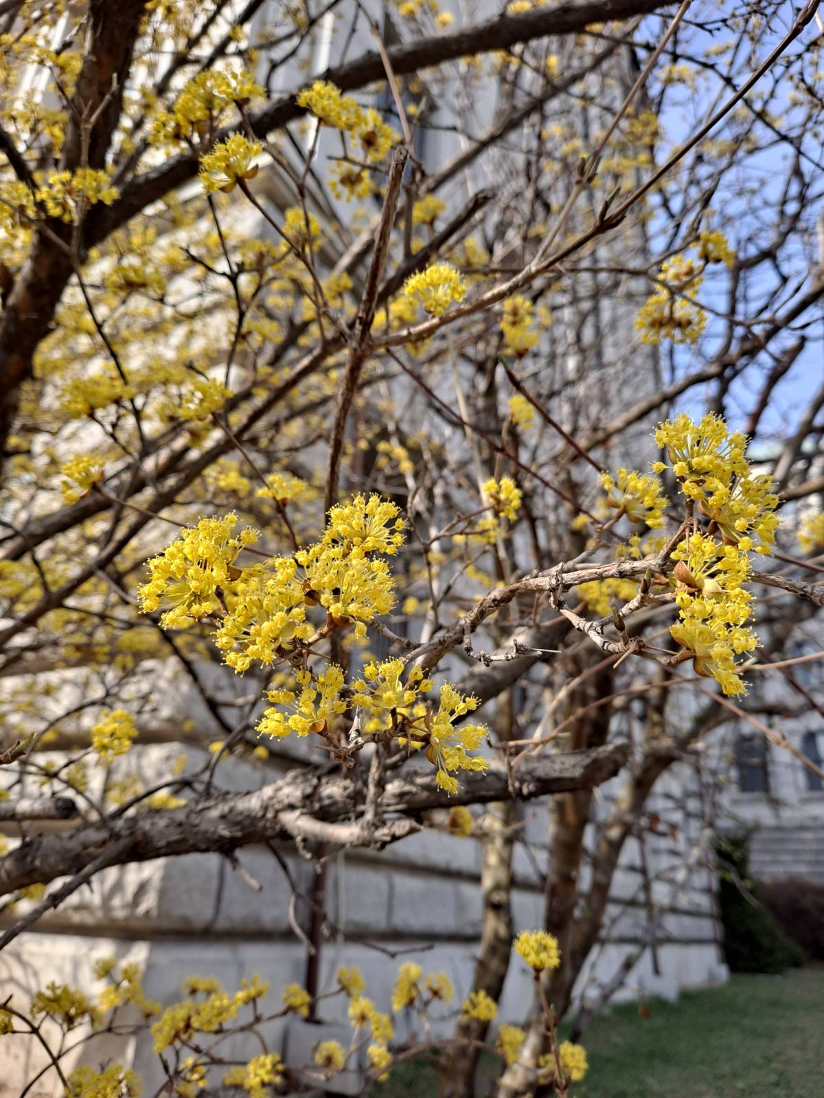 성리관 생강나무