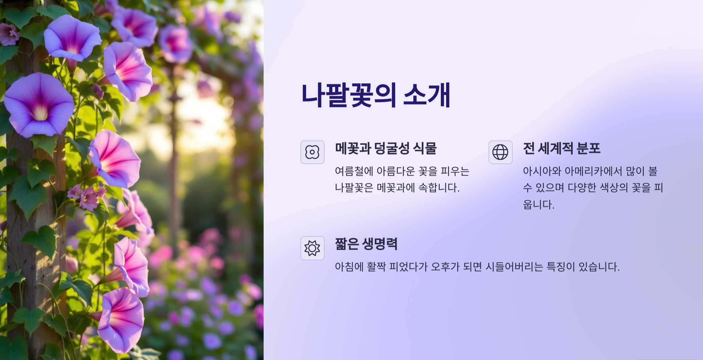 나팔꽃 사진