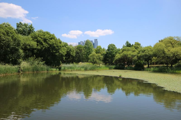 2025년 서울 벚꽃 명소 추천 (여의도 제외) 