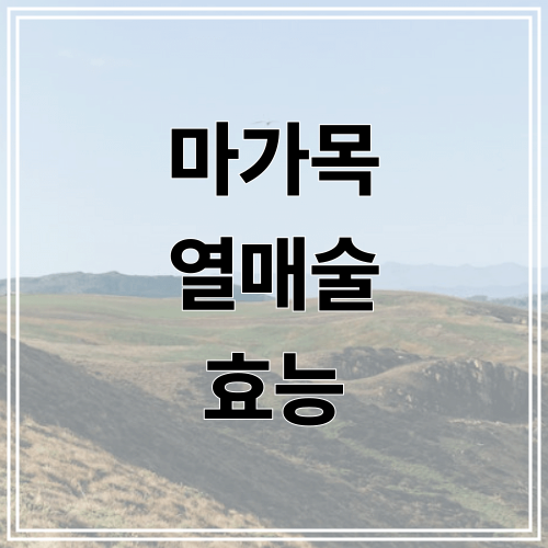 마가목 열매술 효능