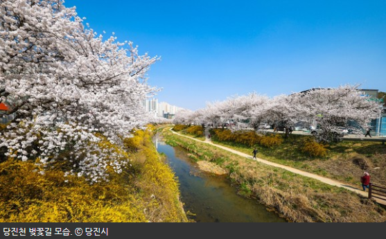 당진천-벚꽃길-2