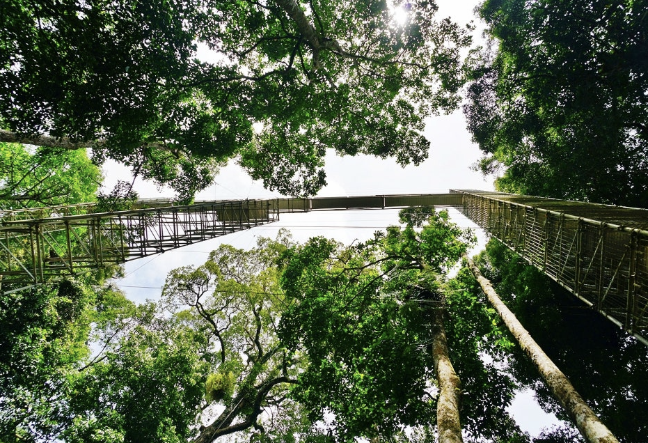 템부롱 국립공원 철탑 이미지