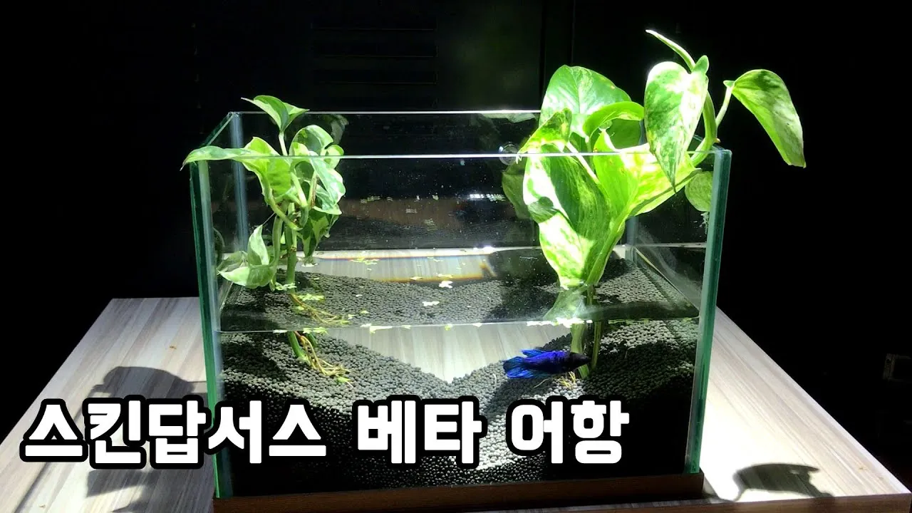 &amp;quot;스킨답서스