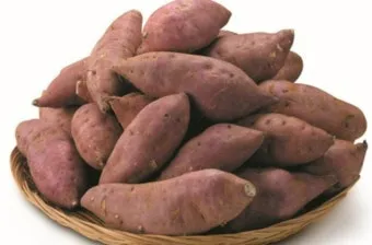 고구마 심는시기 키우는 법_12