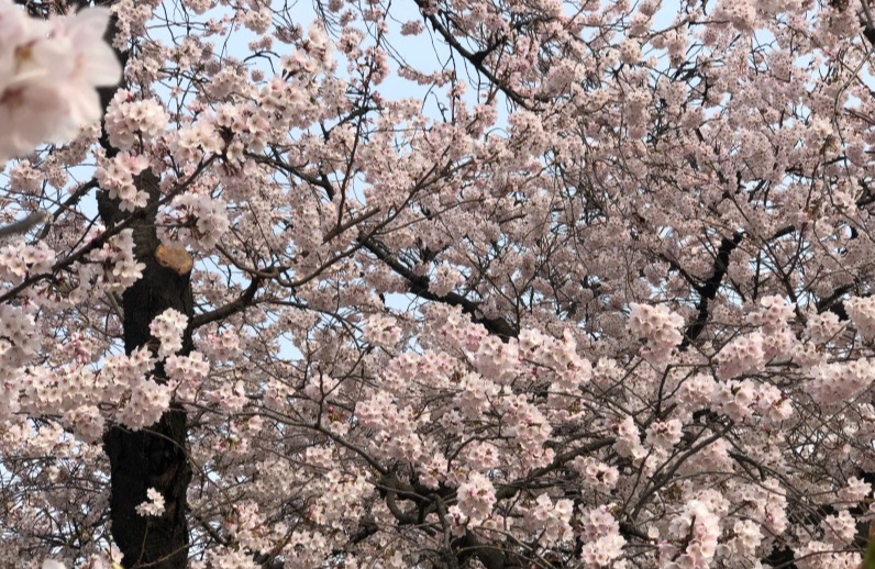 벚꽃 개화시기 2023