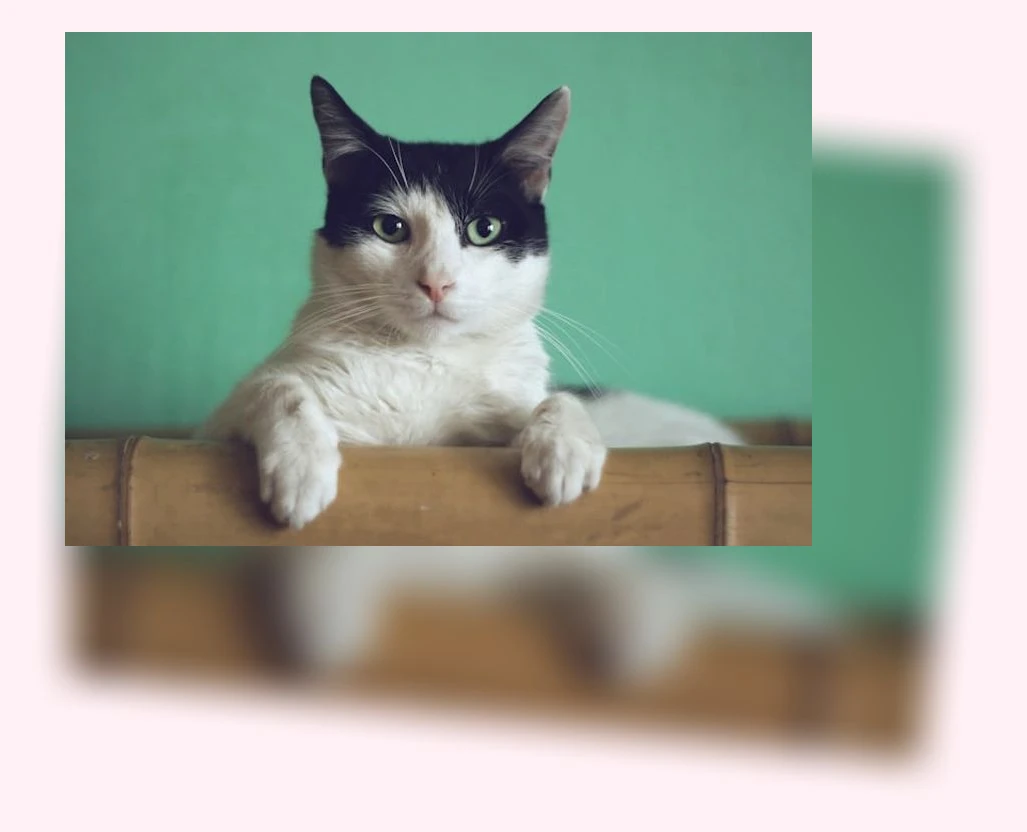 고양이 키우기_1_subsection