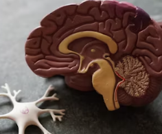 치매에 좋은 음식 영양제 식단