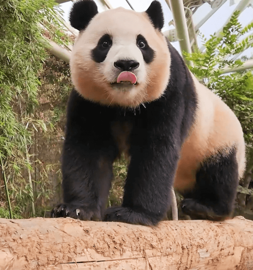 푸바오 할부지