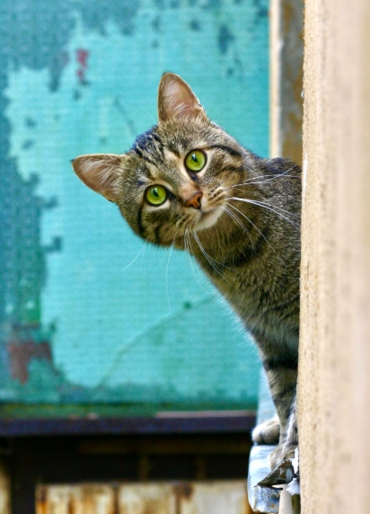 고양이와 친해지는 법: 새로운 고양이 적응시키기