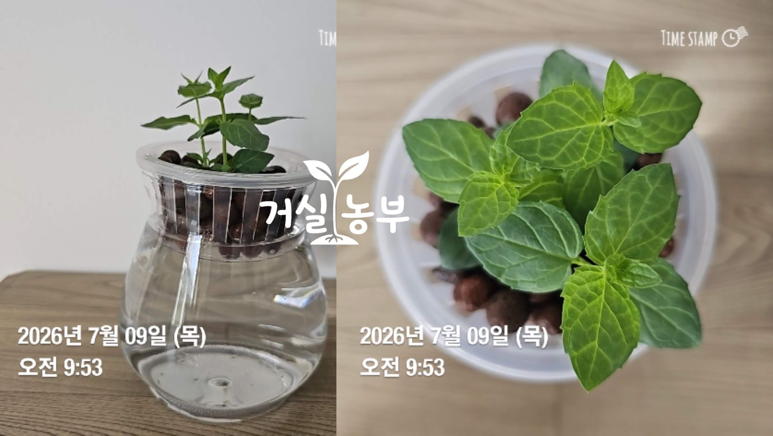 페퍼민트 물꽂이 삽목 2일차 잎 상태