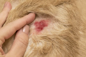 피부병있는 강아지 사진/출처:어도비스톡