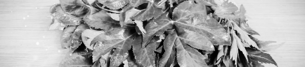 당귀 씨앗 파종시기: 10월 또는 2월