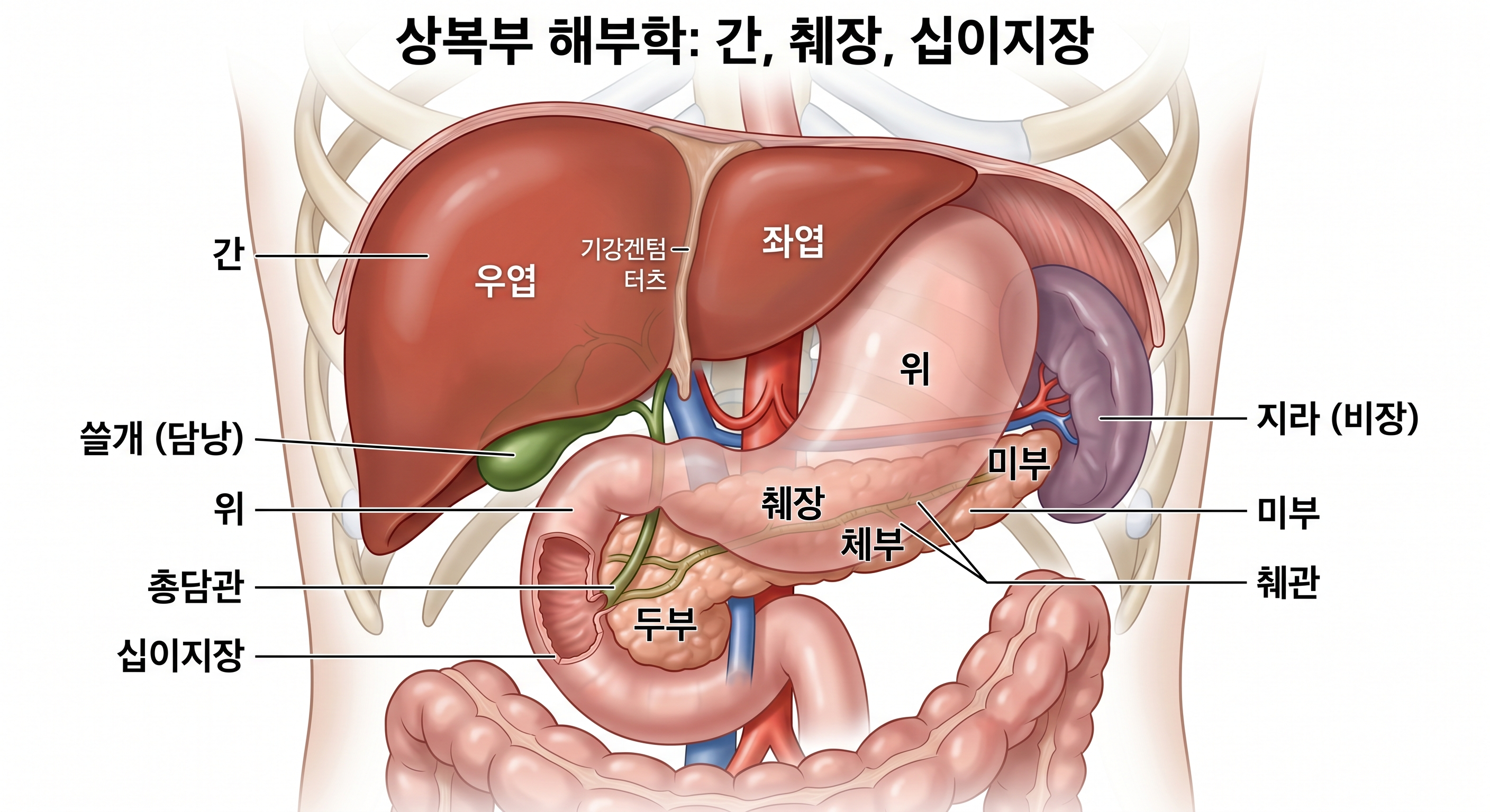 복강 내 간, 위, 췌장의 해부학적 위치를 보여주는 의료용 일러스트