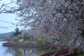 군산 은파유원지 벚꽃정경
