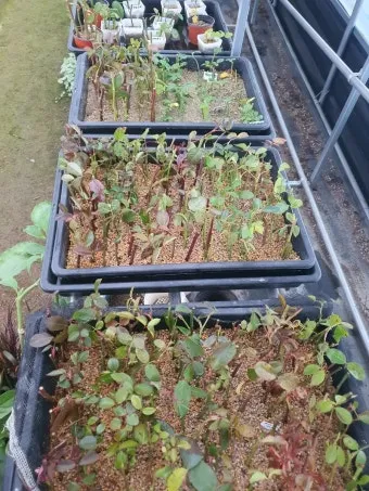 장미 삽목하는 방법 집에서 쉽게 번식하는 팁_3